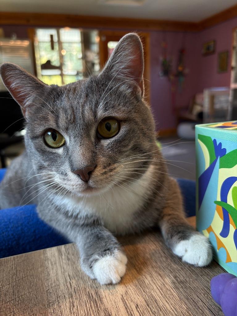 Enlarge Javier ICC-430-25, a Adoptable mixed breed in Coupeville, WA image 2/4