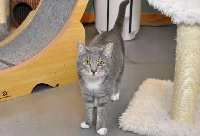 Enlarge Javier ICC-430-25, a Adoptable mixed breed in Coupeville, WA image 3/4