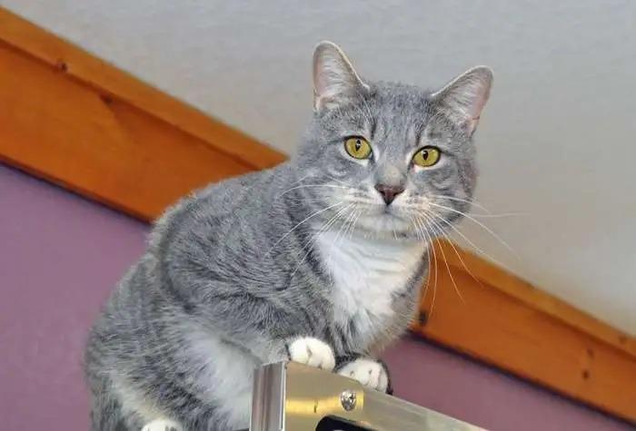 Enlarge Javier ICC-430-25, a Adoptable mixed breed in Coupeville, WA image 4/4