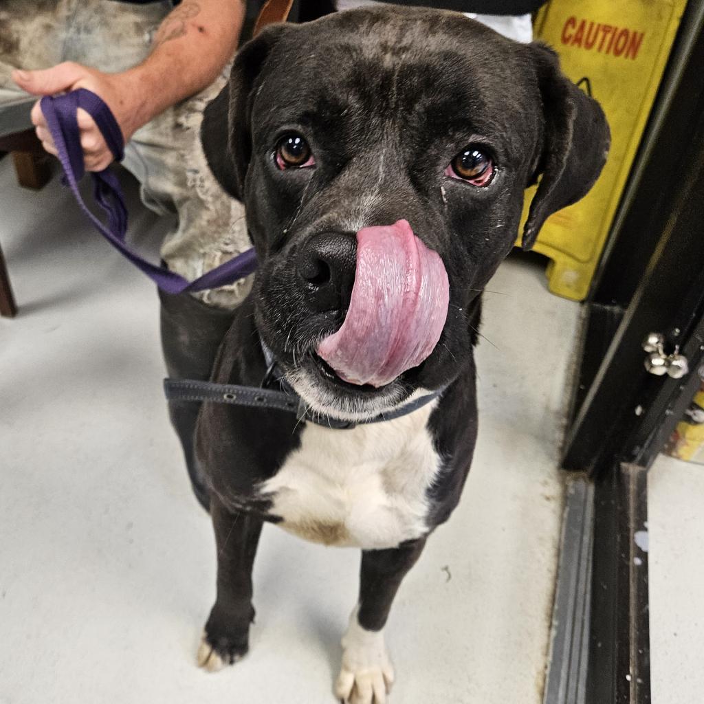 Amigo — thumbnail 3