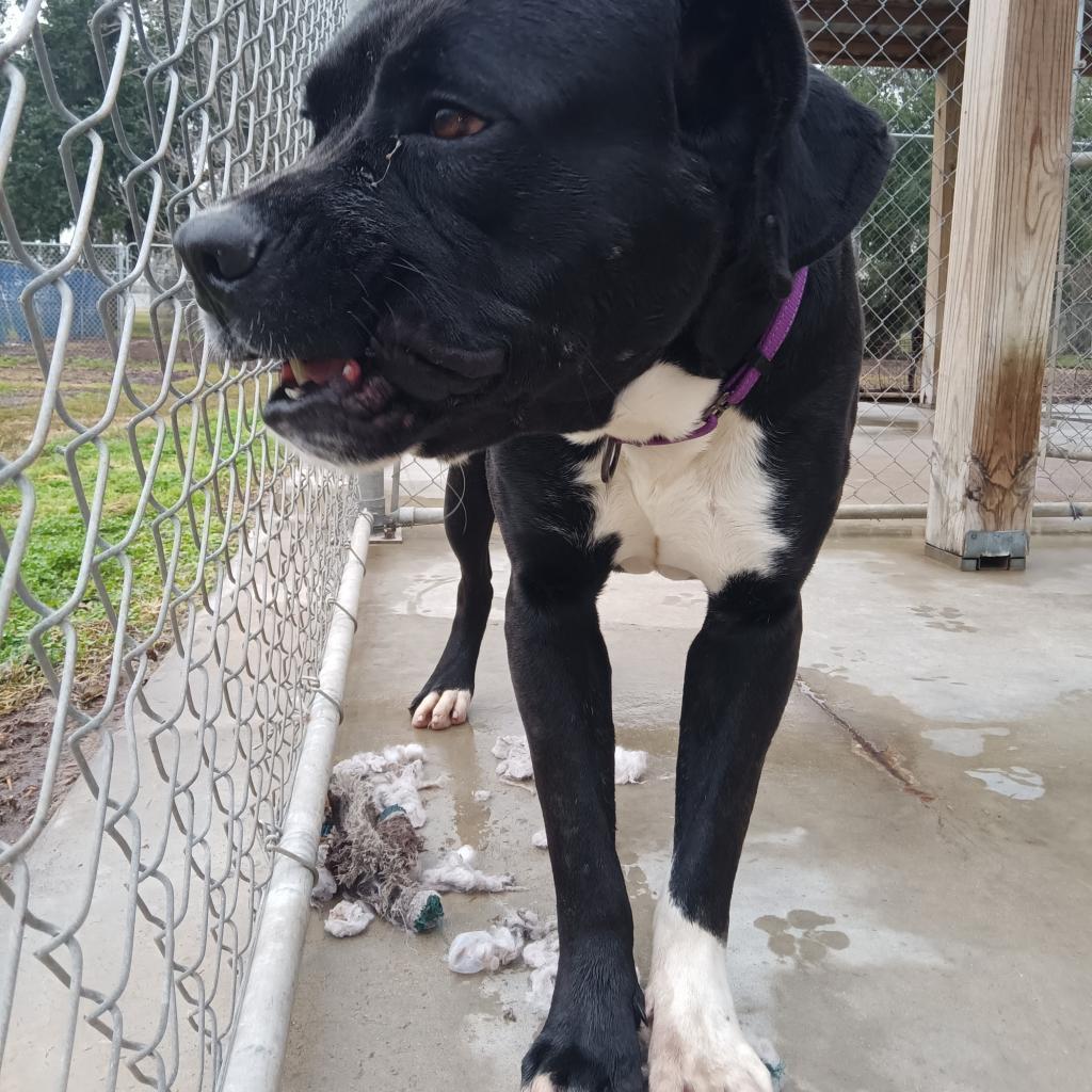 Amigo — thumbnail 4