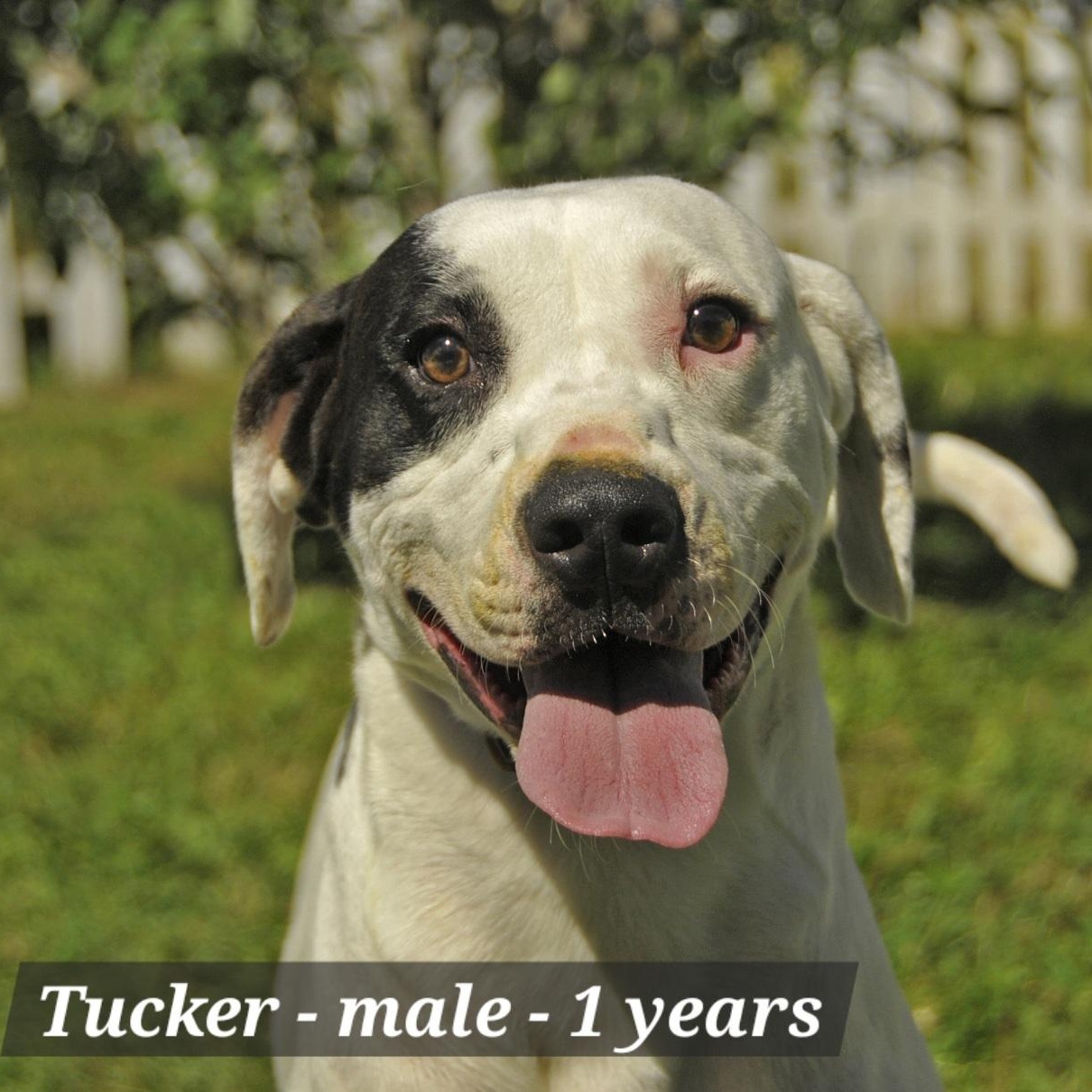 Enlarge Tucker, a Adoptable mixed breed in Springerville, AZ image 1/1
