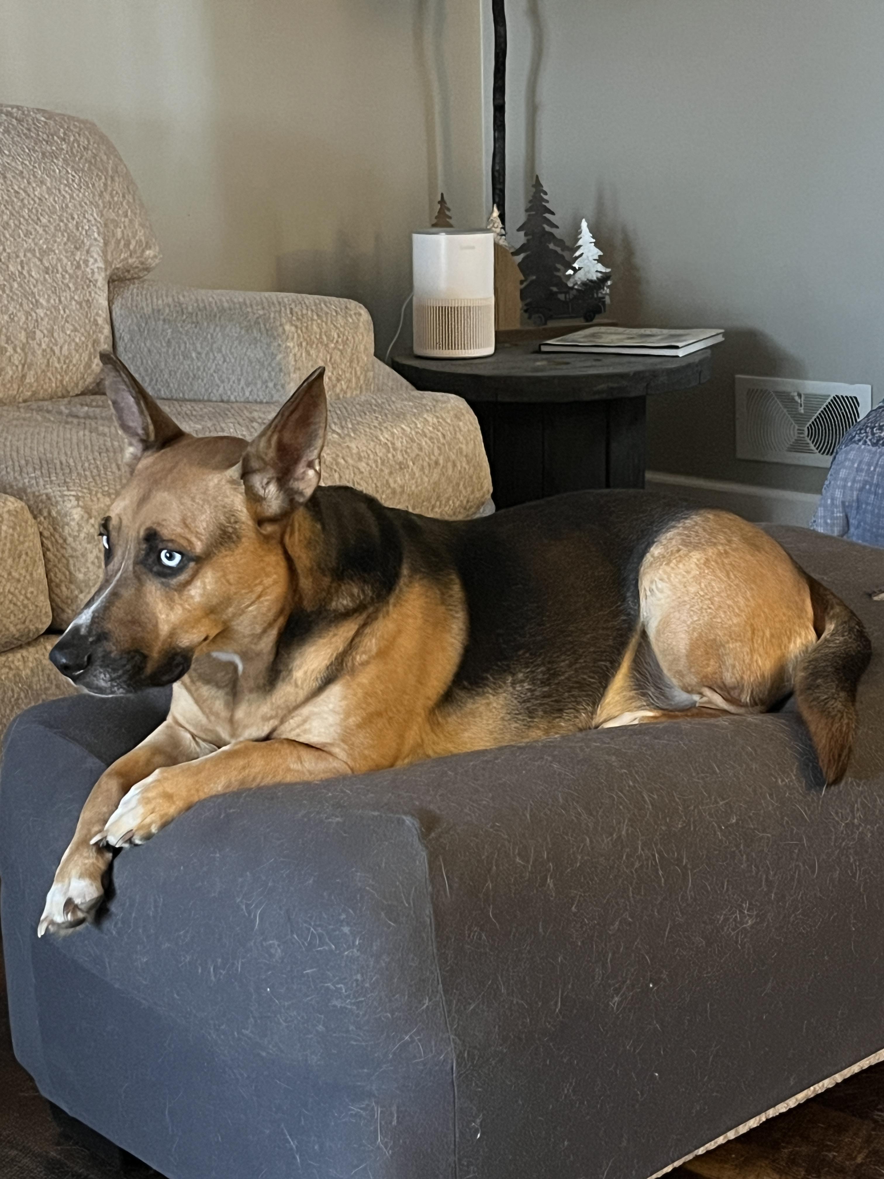 Enlarge Max, a ADOPTABLE German Shepherd Dog in Rochester, NY image 2/2