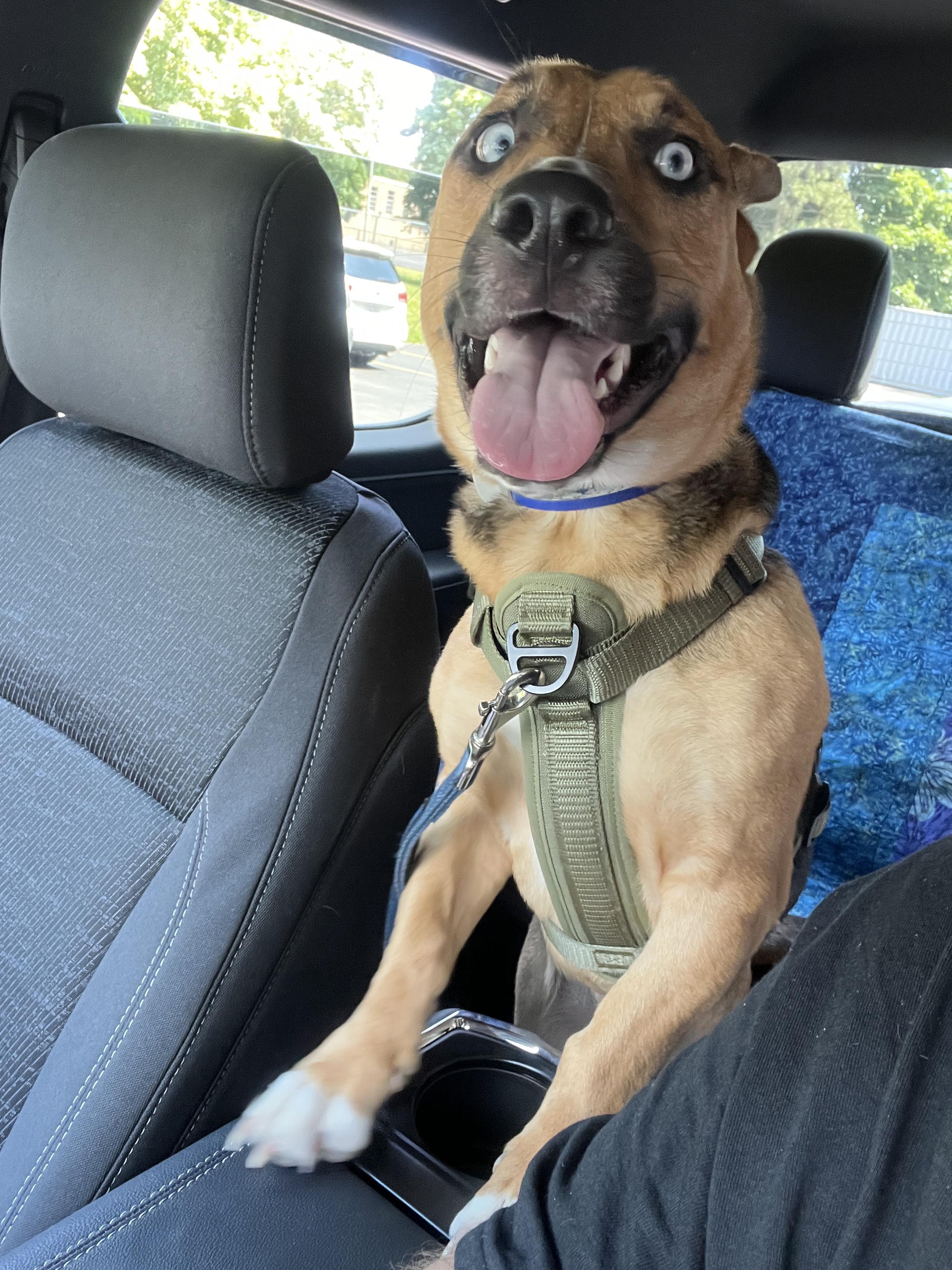 Max, ADOPTABLE, Adult Male German Shepherd Dog.