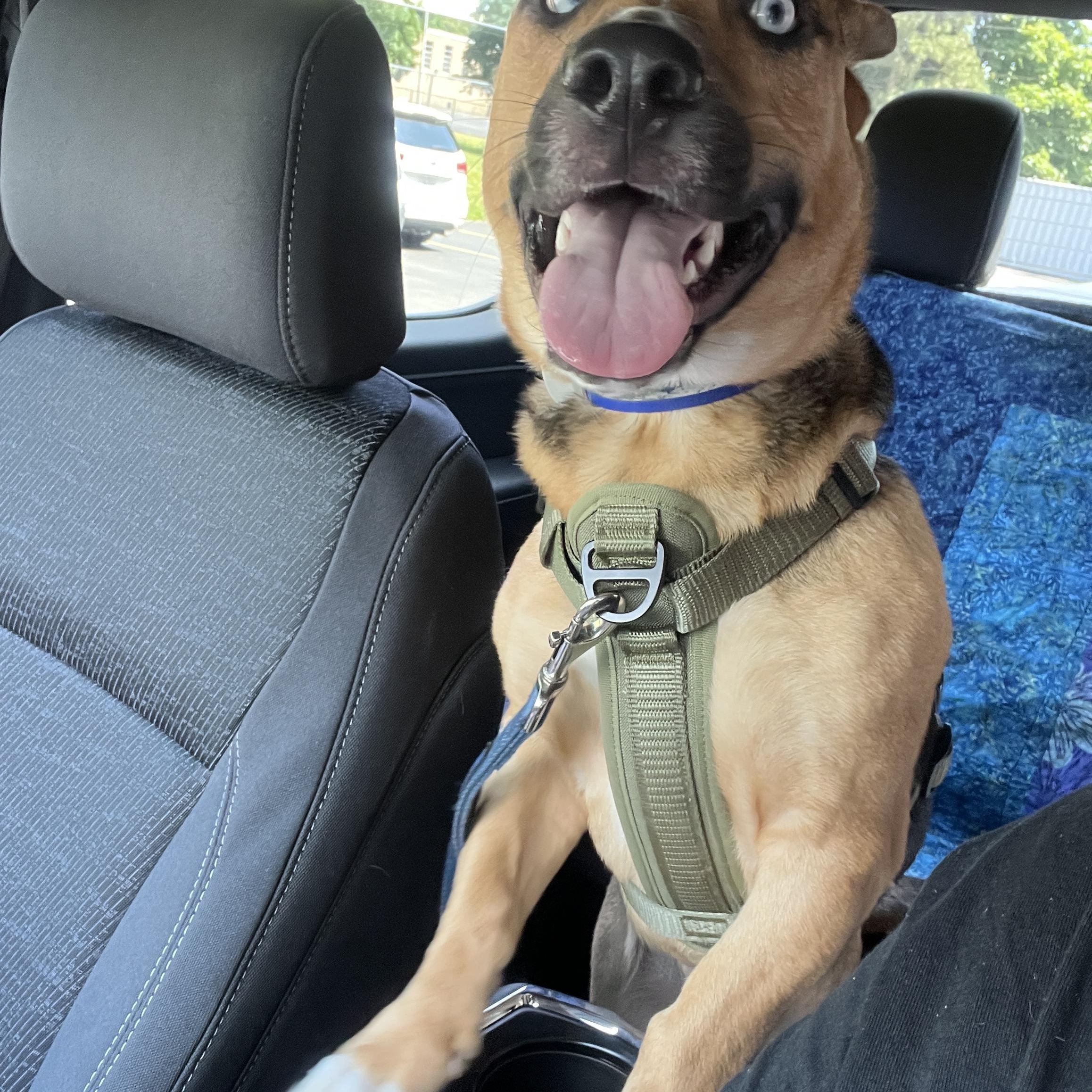 Enlarge Max, a ADOPTABLE German Shepherd Dog in Rochester, NY image 1/2