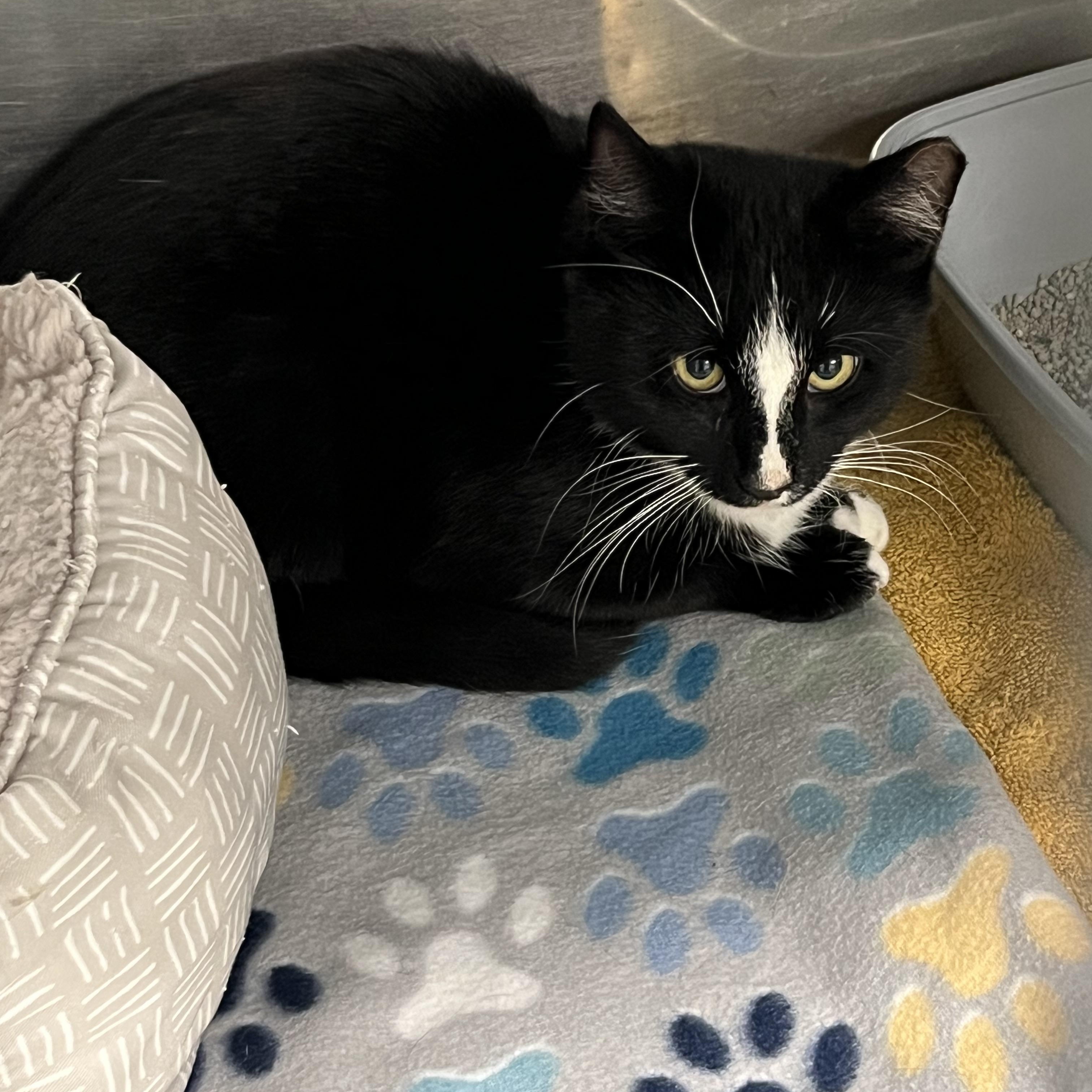 Diamond, Adoptable, Young Female Tabby.