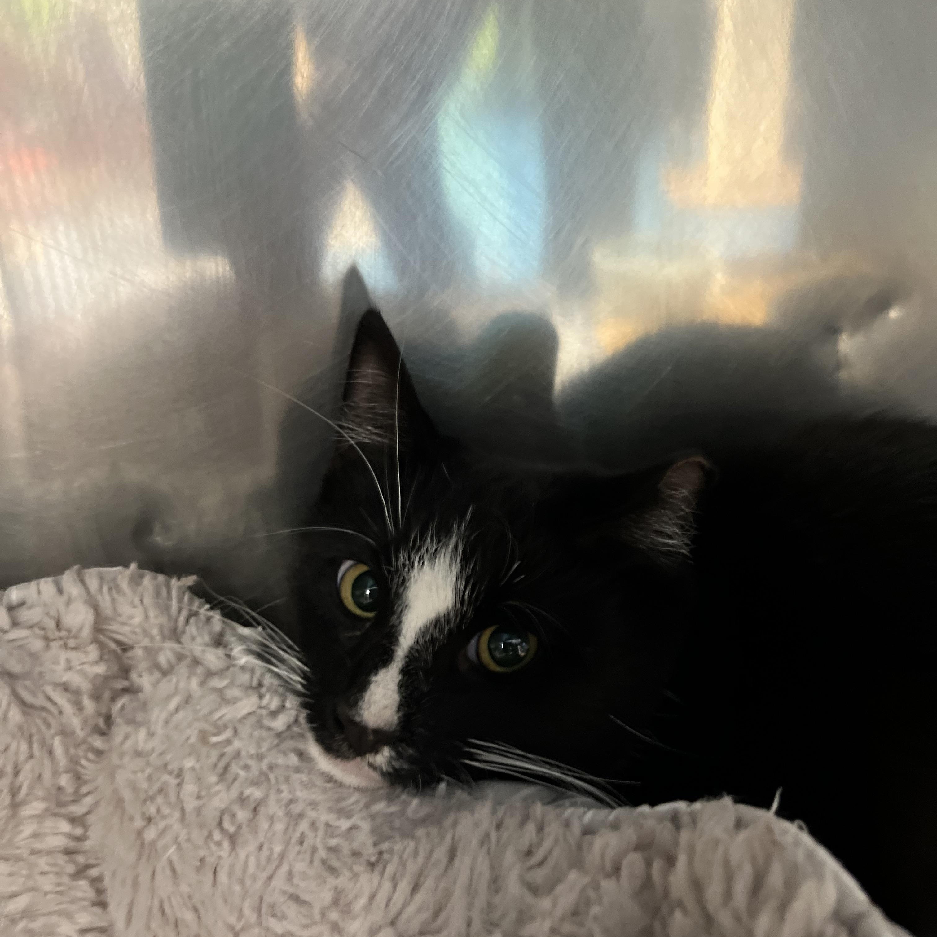 Diamond, a Adoptable Tabby in Pompton Plains, NJ image 2/2