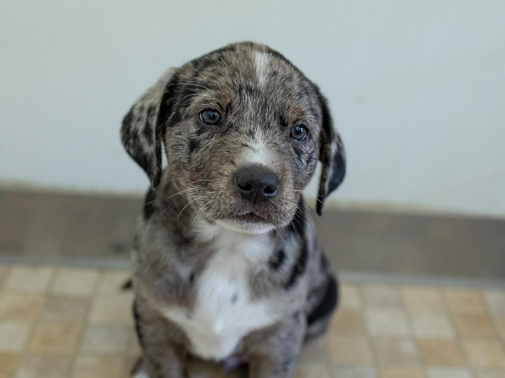 Tenderheart, Adopted, Puppy Male Catahoula Leopard Dog & German Shorthaired Pointer.