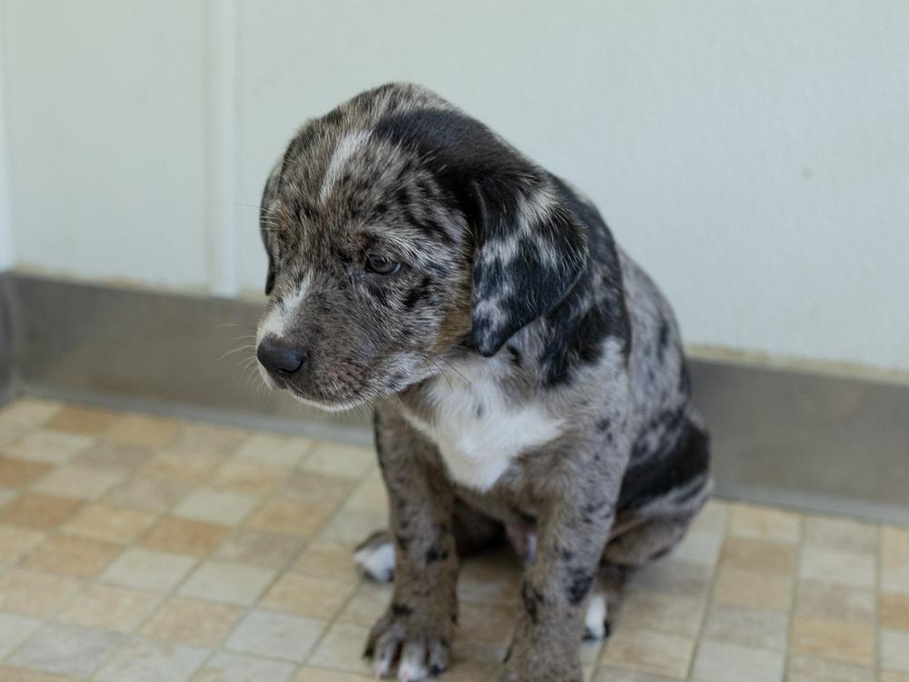 Enlarge Tenderheart, a Adopted mixed breed in Monroe, WA image 3/6