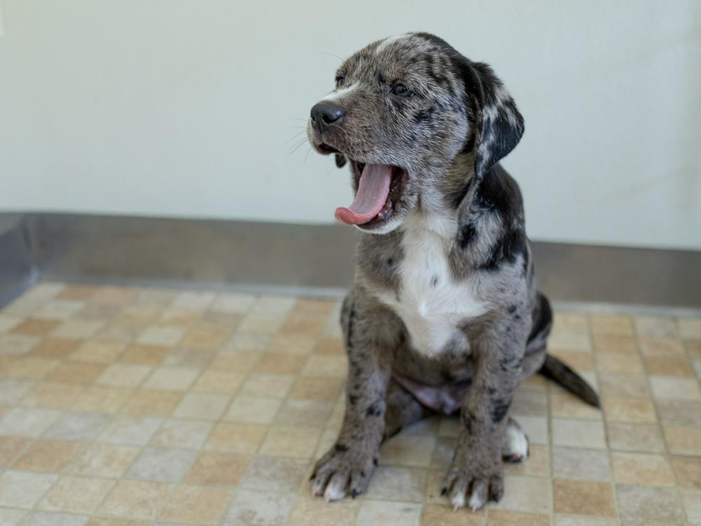 Enlarge Tenderheart, a Adopted mixed breed in Monroe, WA image 2/6