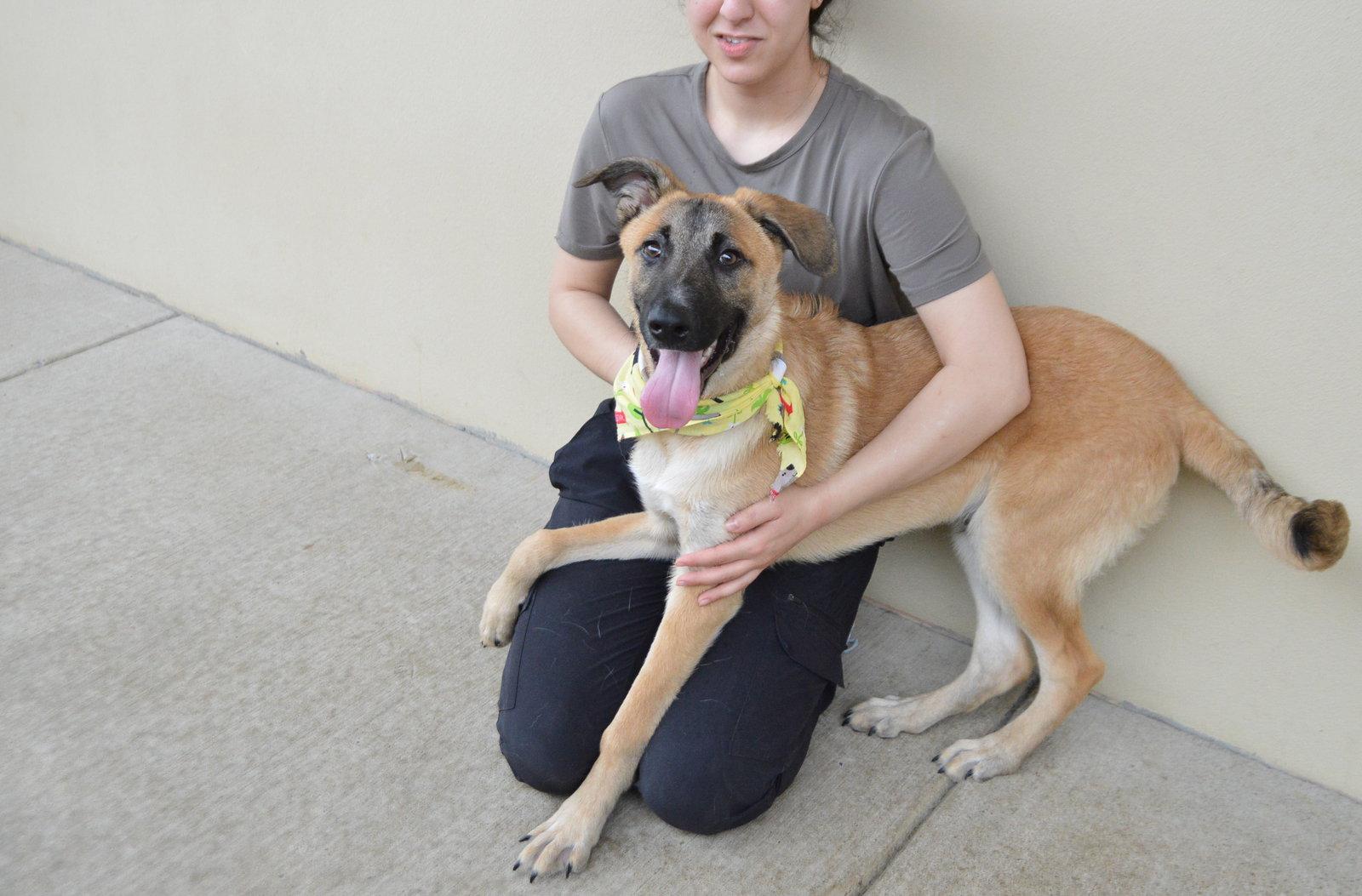 Fresco, Adoptable, Puppy Male Belgian Shepherd / Malinois.