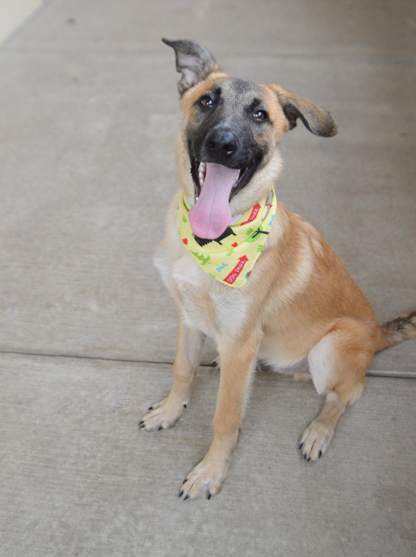 Enlarge Fresco, a Adoptable Belgian Shepherd / Malinois in McKinney, TX image 2/3