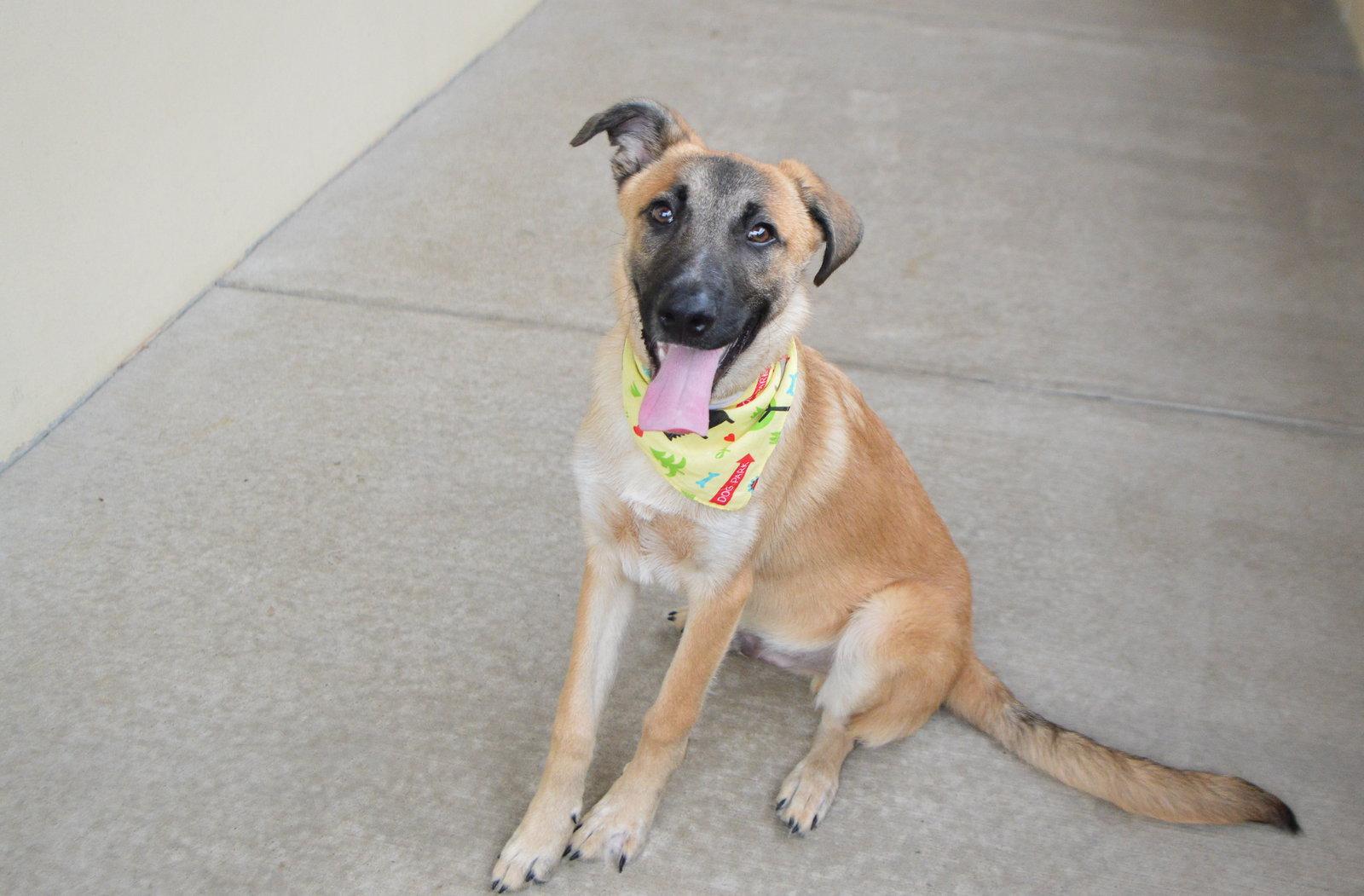 Enlarge Fresco, a Adoptable Belgian Shepherd / Malinois in McKinney, TX image 3/3