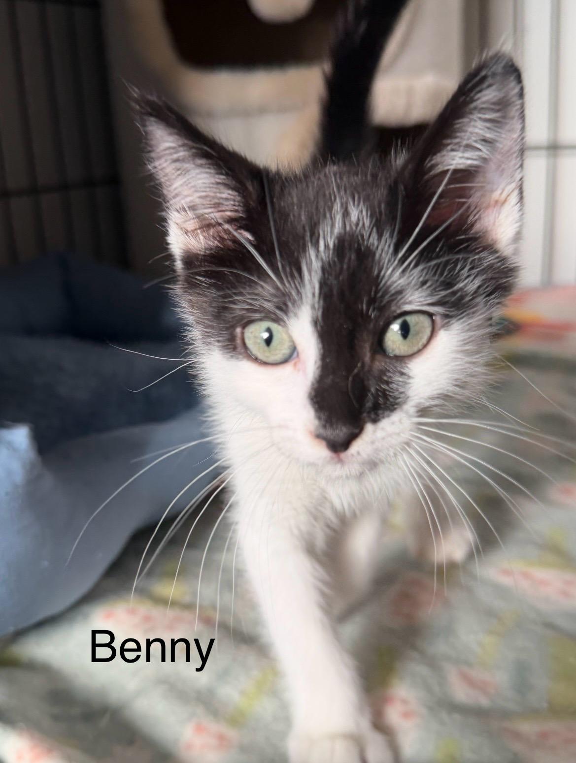 Billy & Benny, ADOPTABLE, Kitten Male Domestic Medium Hair.