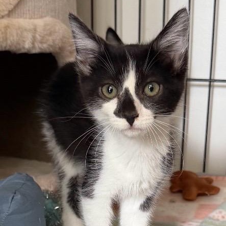 Billy & Benny, a ADOPTABLE Domestic Medium Hair in Santa Maria, CA image 2/2
