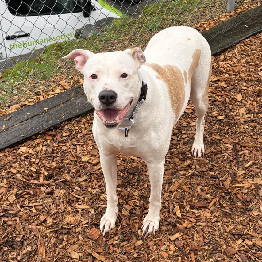 Enlarge Samantha, a Adoptable Pit Bull Terrier in Tacoma, WA image 1/3