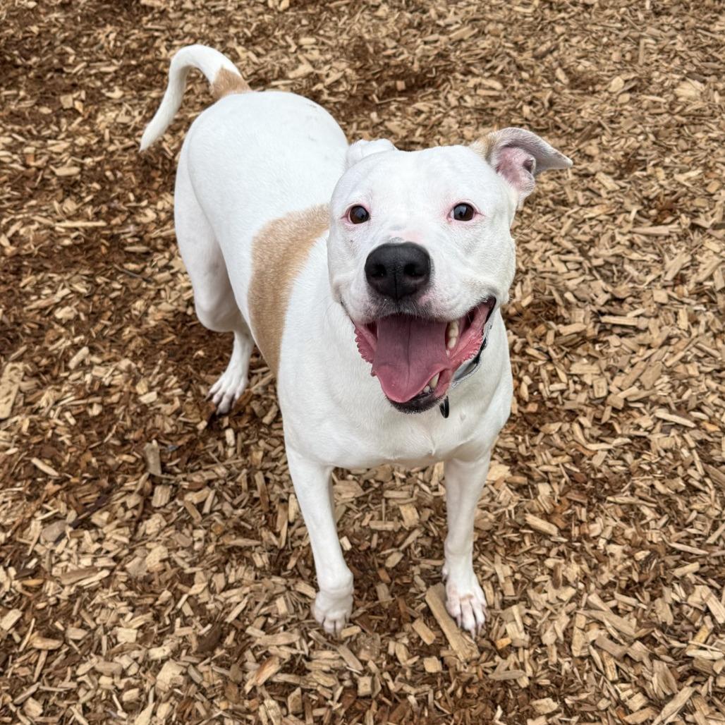 Enlarge Samantha, a Adoptable Pit Bull Terrier in Tacoma, WA image 2/6