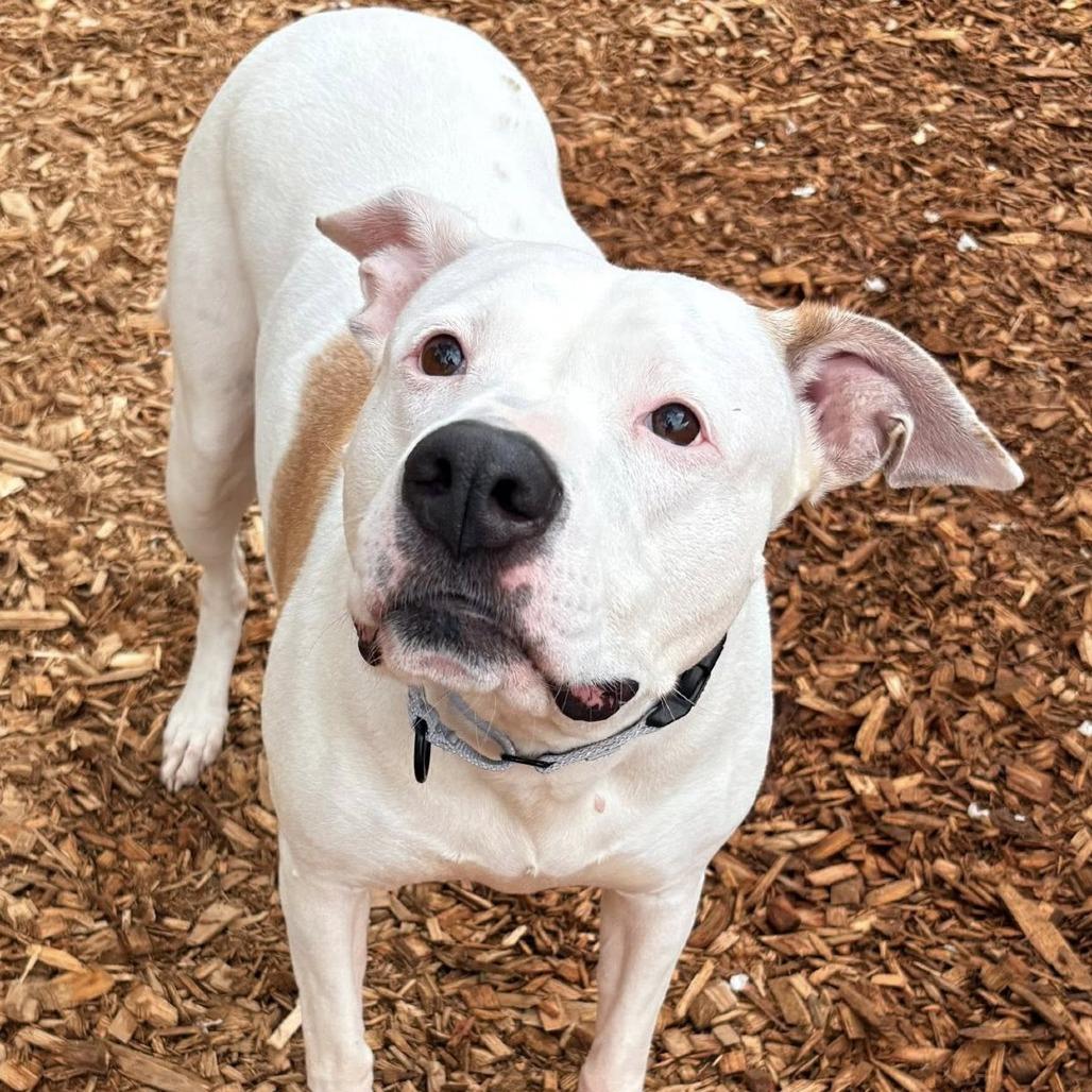 Enlarge Samantha, a Adoptable Pit Bull Terrier in Tacoma, WA image 3/6