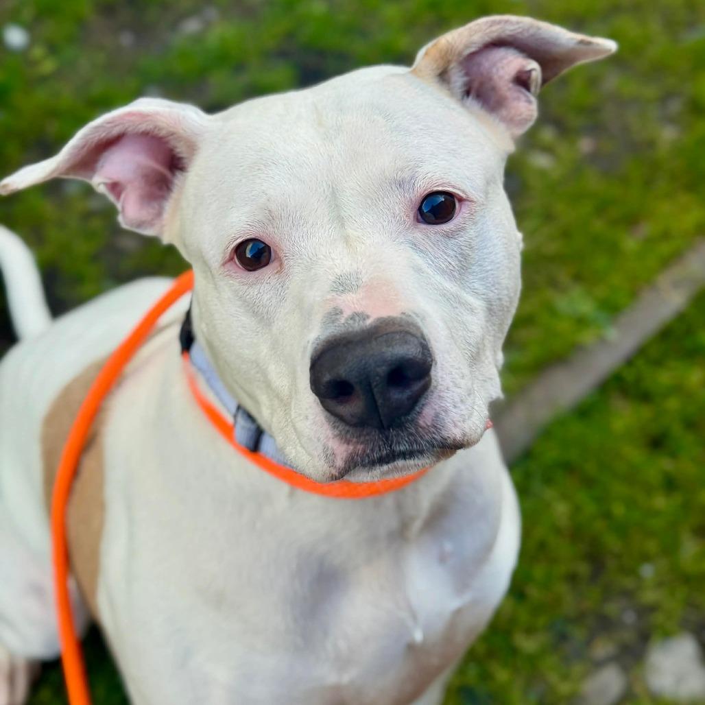 Enlarge Samantha, a Adoptable Pit Bull Terrier in Tacoma, WA image 2/3