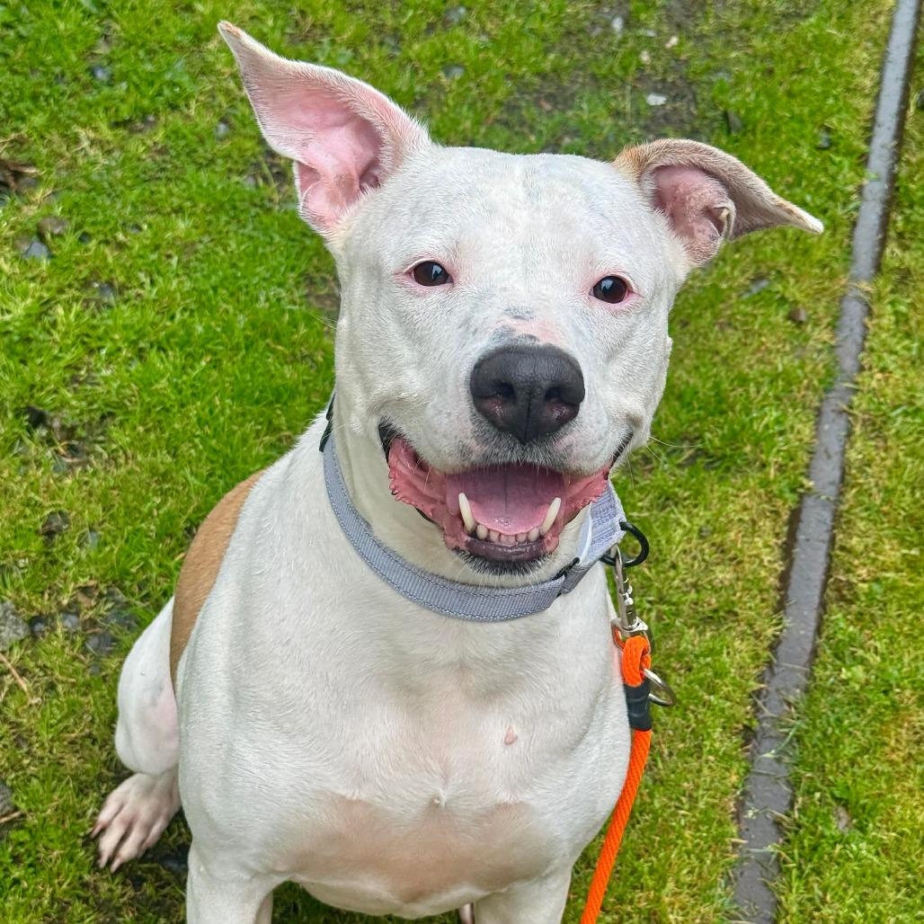 Enlarge Samantha, a Adoptable Pit Bull Terrier in Tacoma, WA image 5/6