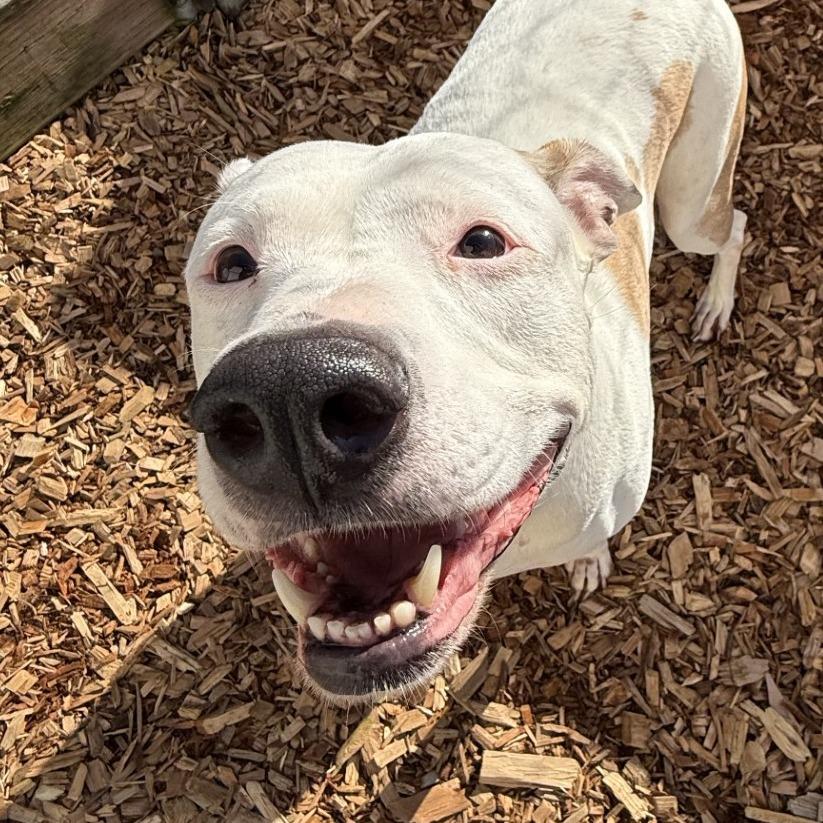 Enlarge Samantha, a Adoptable Pit Bull Terrier in Tacoma, WA image 3/3