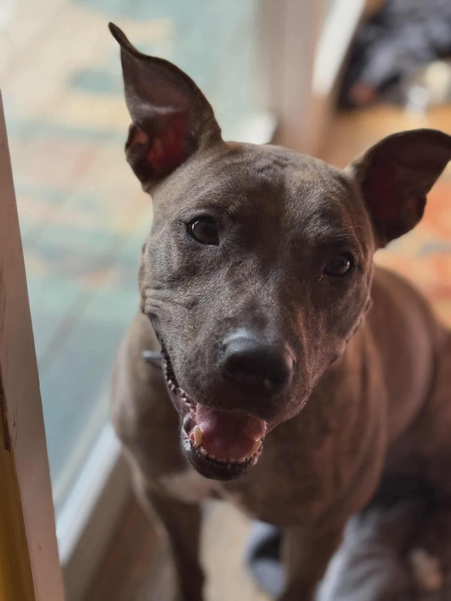 Alfalfa (Courtesy), Adoptable, Adult Female Mixed Breed.