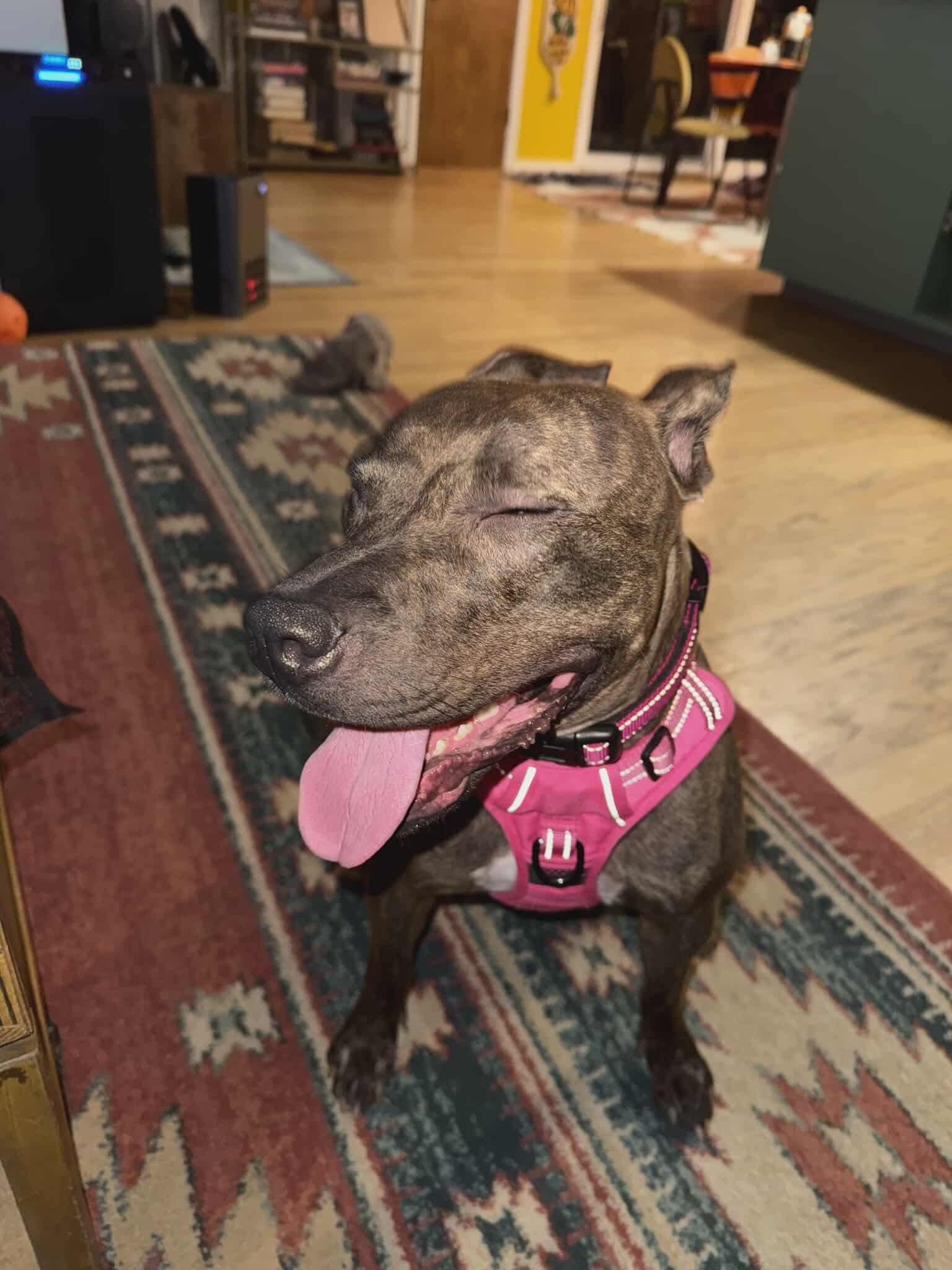 Enlarge Alfalfa (Courtesy), a Adoptable Mixed Breed in Aurora, CO image 2/3