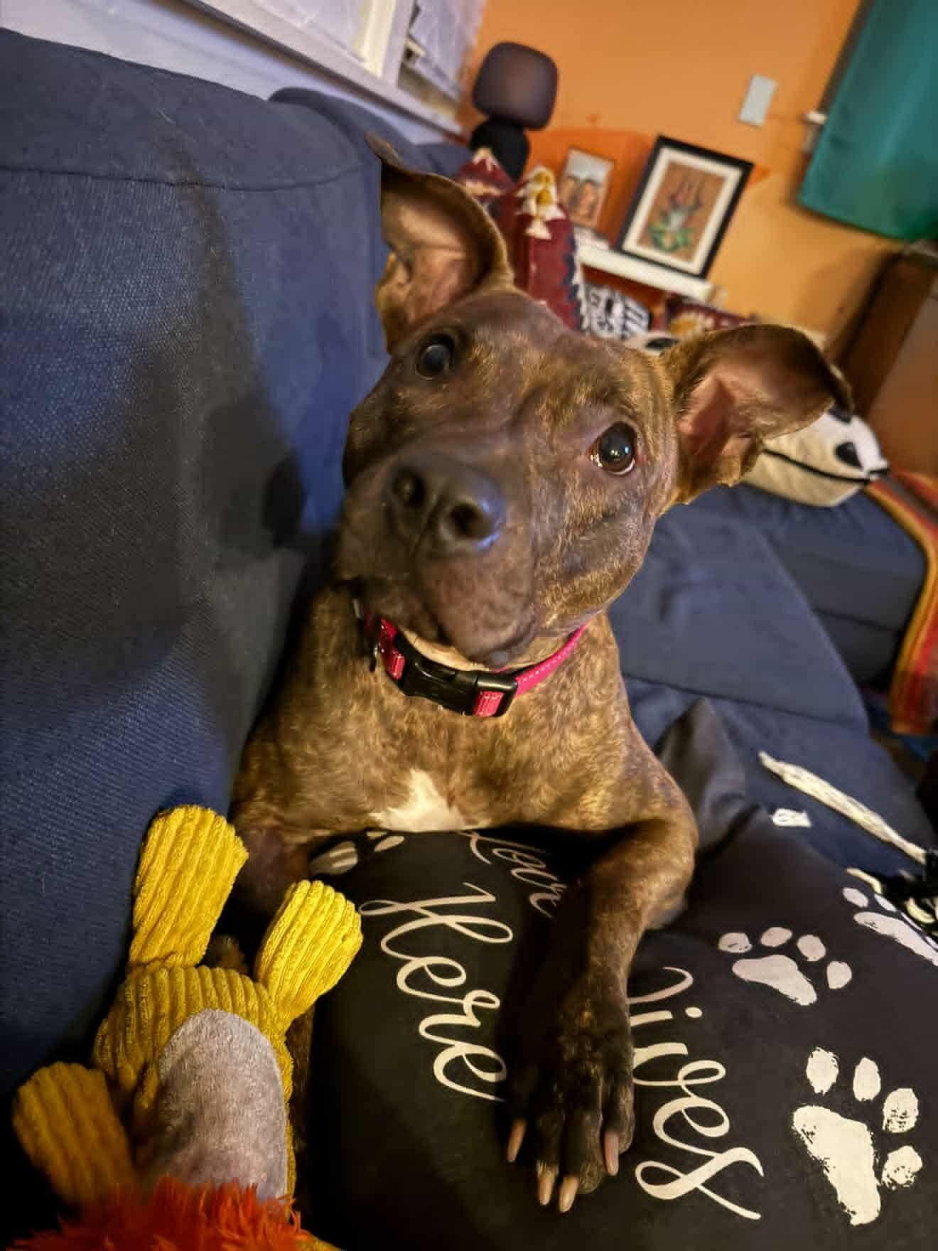 Enlarge Alfalfa (Courtesy), a Adoptable Mixed Breed in Aurora, CO image 3/3