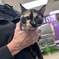 Enlarge Confetti, a Adoptable mixed breed in Bullhead City, AZ image 1/1