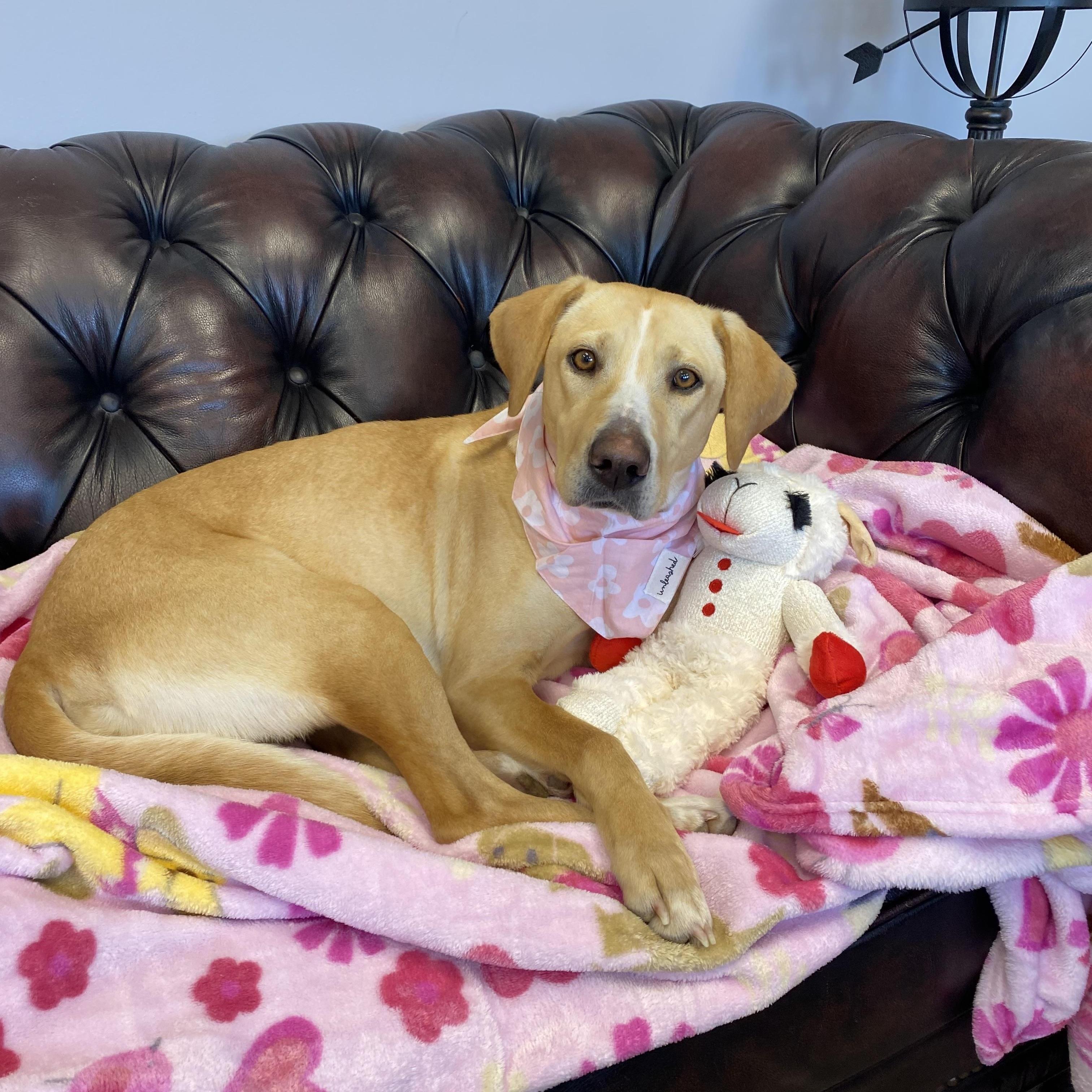 Enlarge Allie - Adopted, an adopted mixed breed in Southington, CT image 4/6