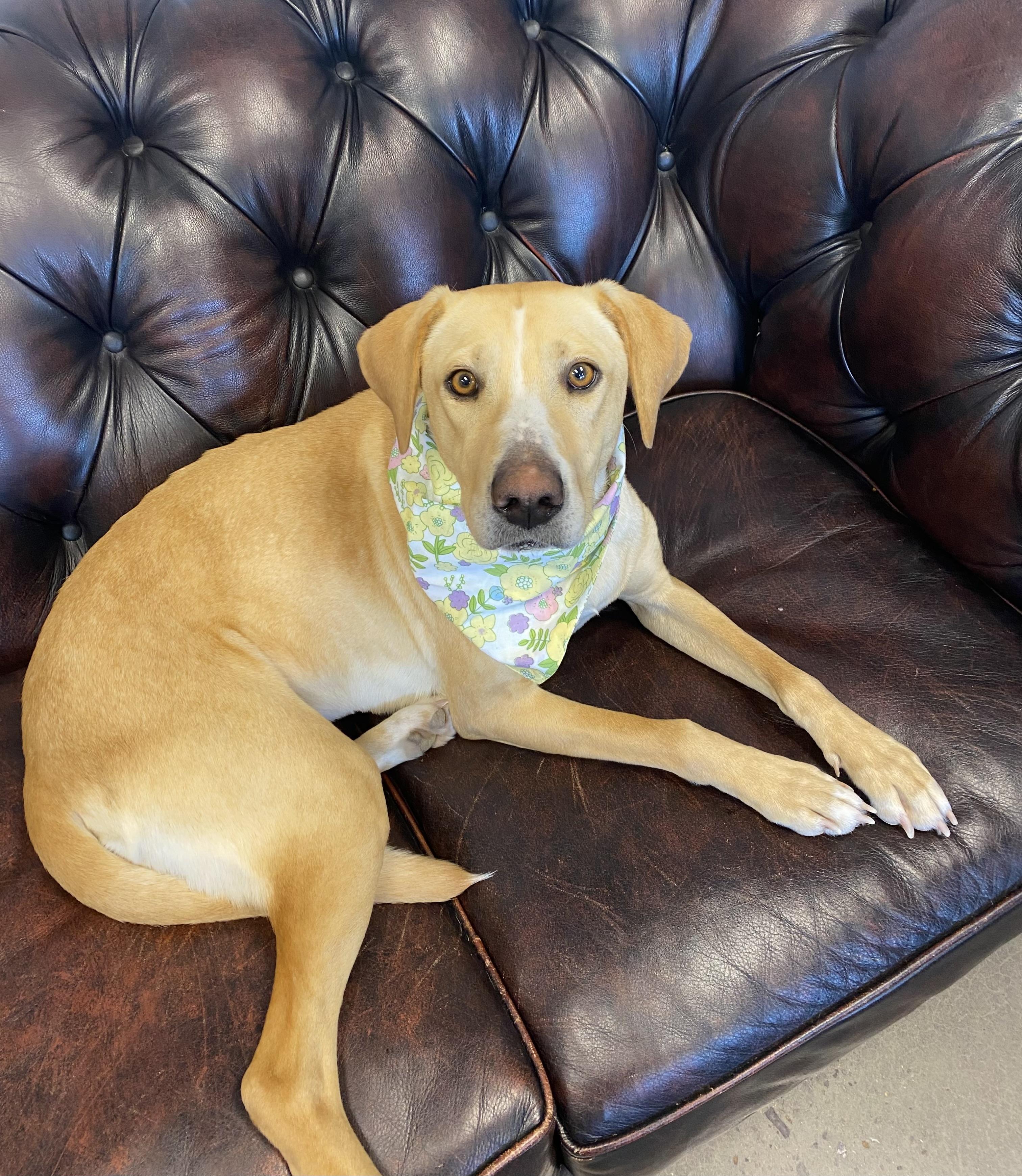 Enlarge Allie - Adopted, an adopted mixed breed in Southington, CT image 2/6