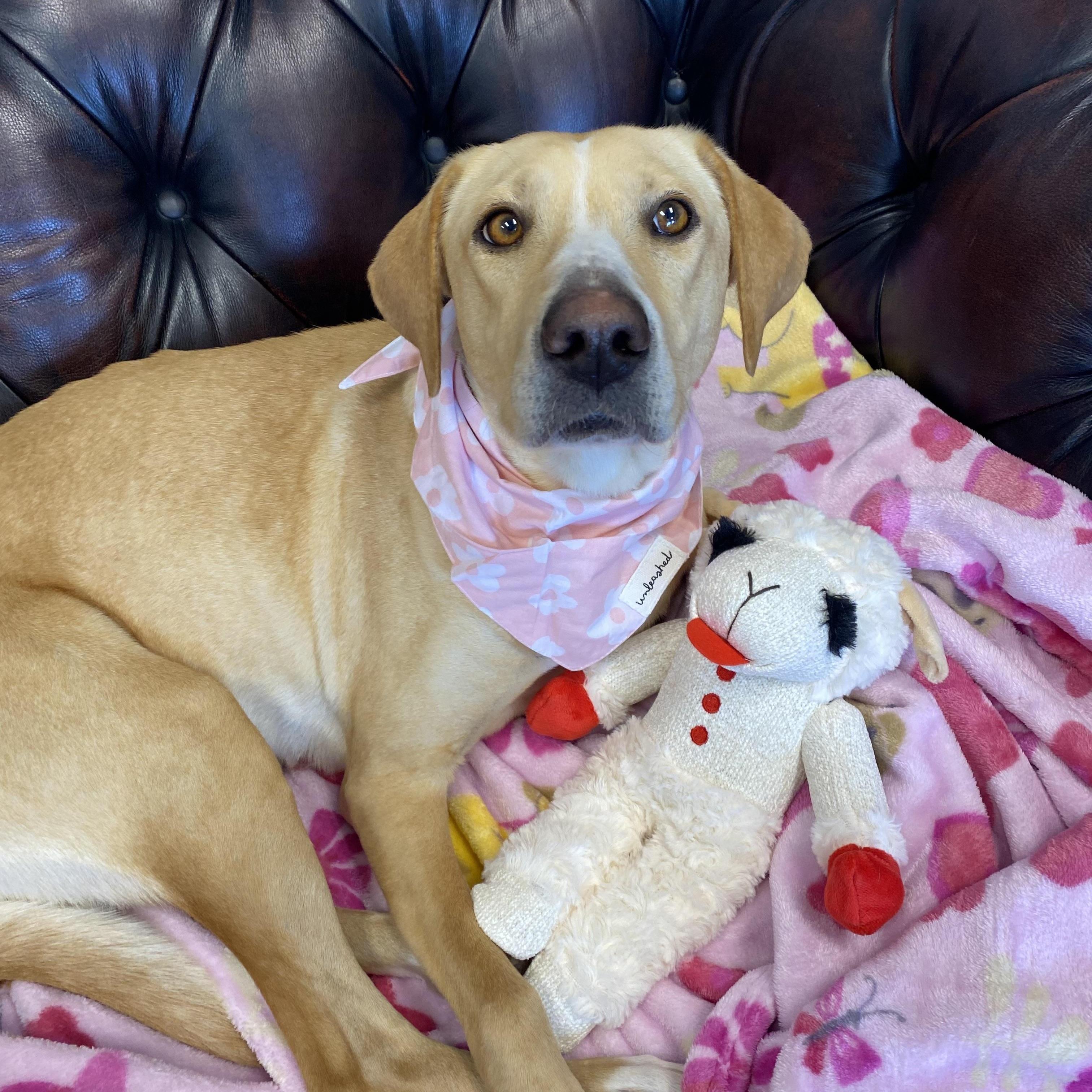 Enlarge Allie - Adopted, an adopted mixed breed in Southington, CT image 6/6