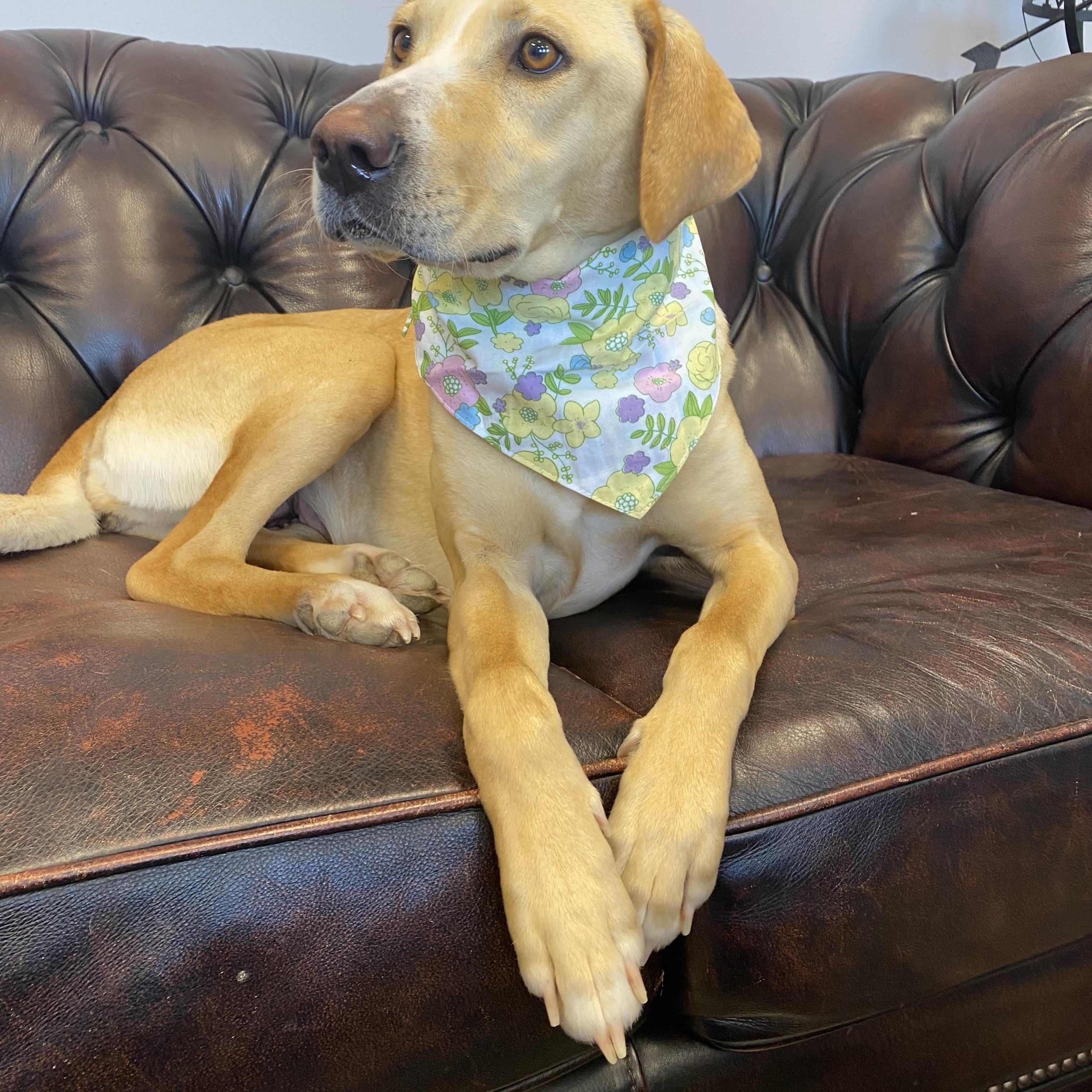 Enlarge Allie - Adopted, an adopted mixed breed in Southington, CT image 5/6