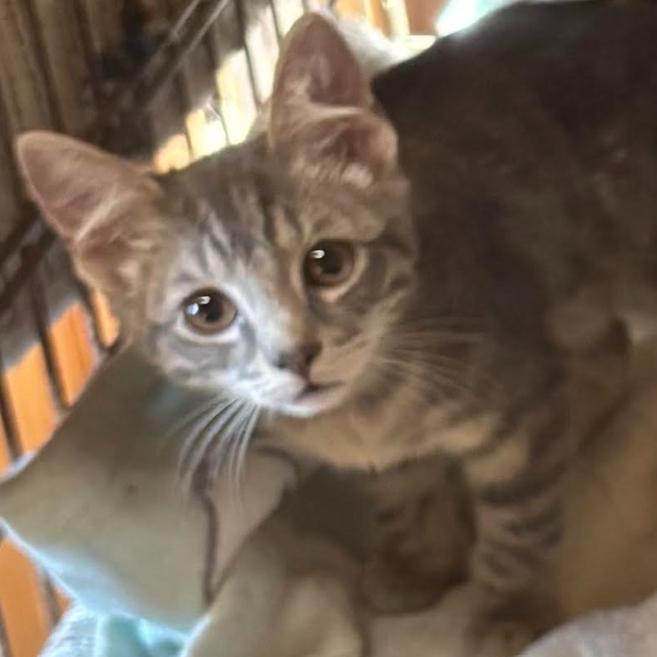 Smokey (26-4758), Adoptable, Kitten Female Domestic Short Hair.