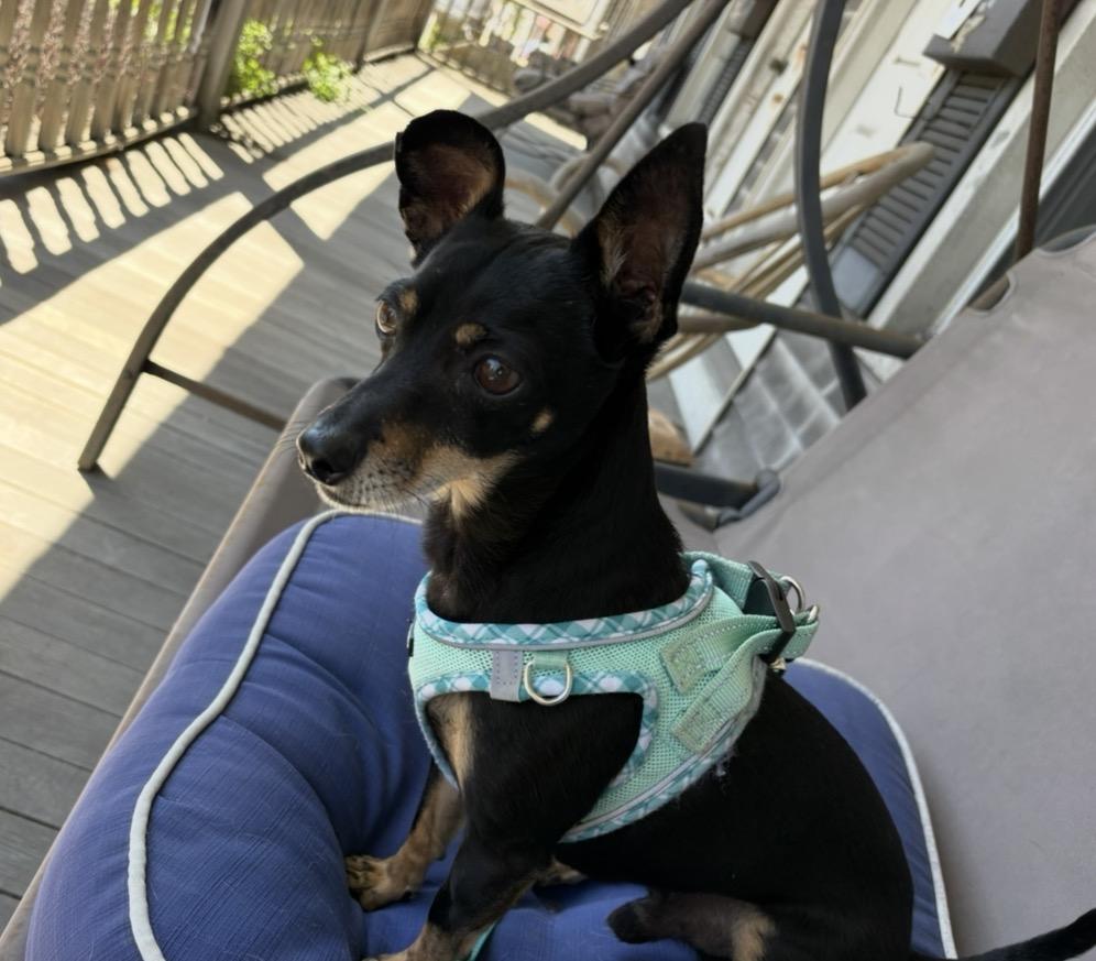Enlarge Rocky  , a ADOPTABLE mixed breed in Pen Argyl, PA image 5/6