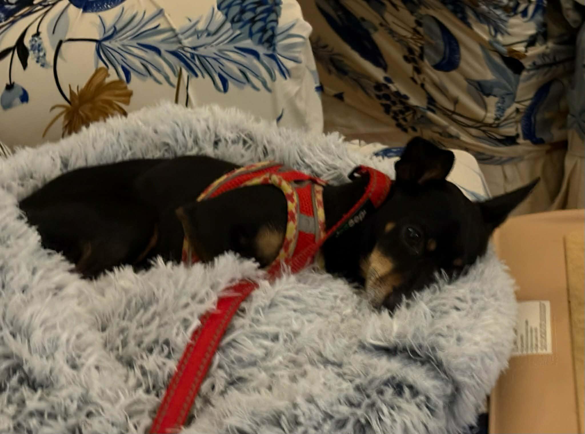 Enlarge Rocky  , a ADOPTABLE mixed breed in York, PA image 4/4