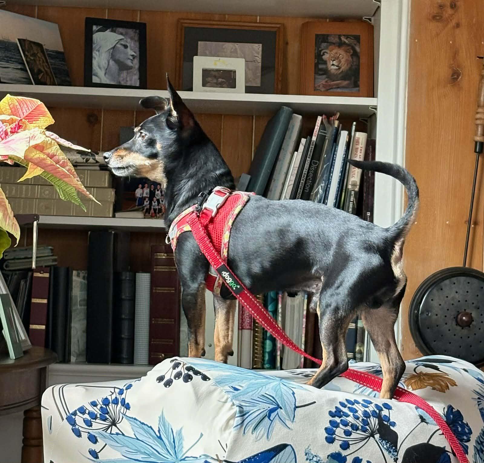 Enlarge Rocky  , a ADOPTABLE mixed breed in York, PA image 2/4