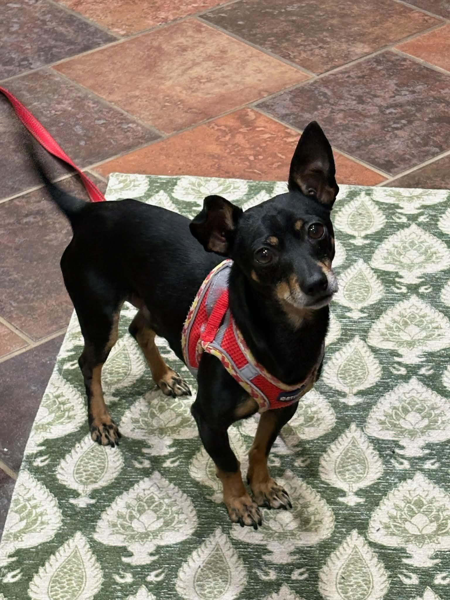 Rocky  , ADOPTABLE, Adult Male Chihuahua.