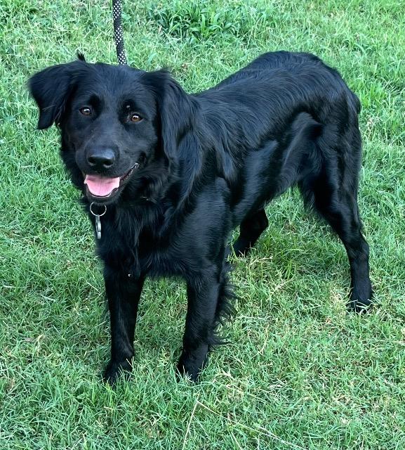 Enlarge Pepper, a ADOPTABLE mixed breed in Chelmsford, MA image 4/4