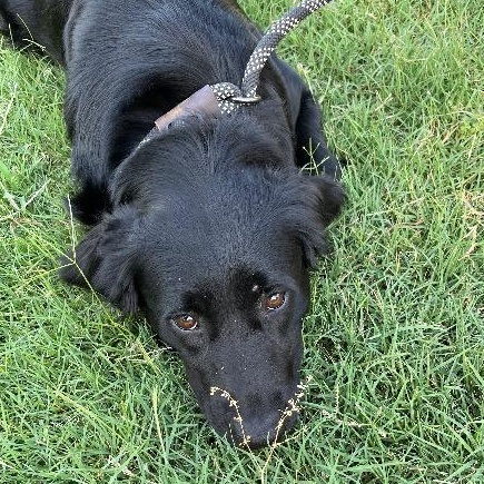 Enlarge Pepper, a ADOPTABLE mixed breed in Chelmsford, MA image 2/4