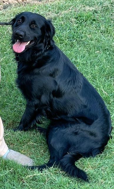 Enlarge Pepper, a ADOPTABLE mixed breed in Chelmsford, MA image 3/4