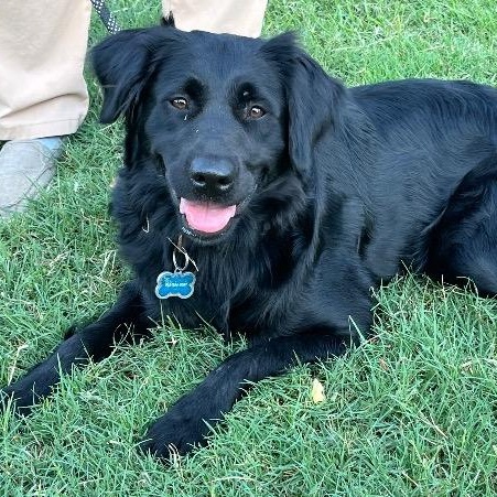 Enlarge Pepper, a ADOPTABLE mixed breed in Chelmsford, MA image 1/4
