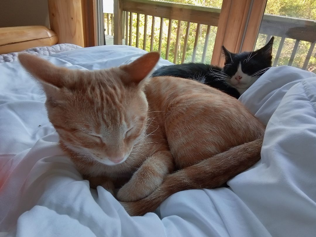 Evan, a Adoptable Domestic Short Hair in Gahanna, OH image 1/6