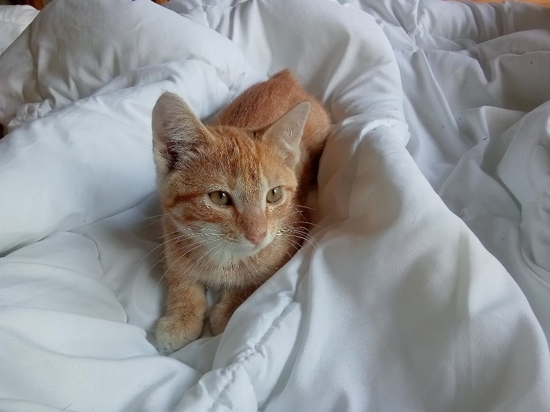 Evan, a Adoptable Domestic Short Hair in Gahanna, OH image 2/6