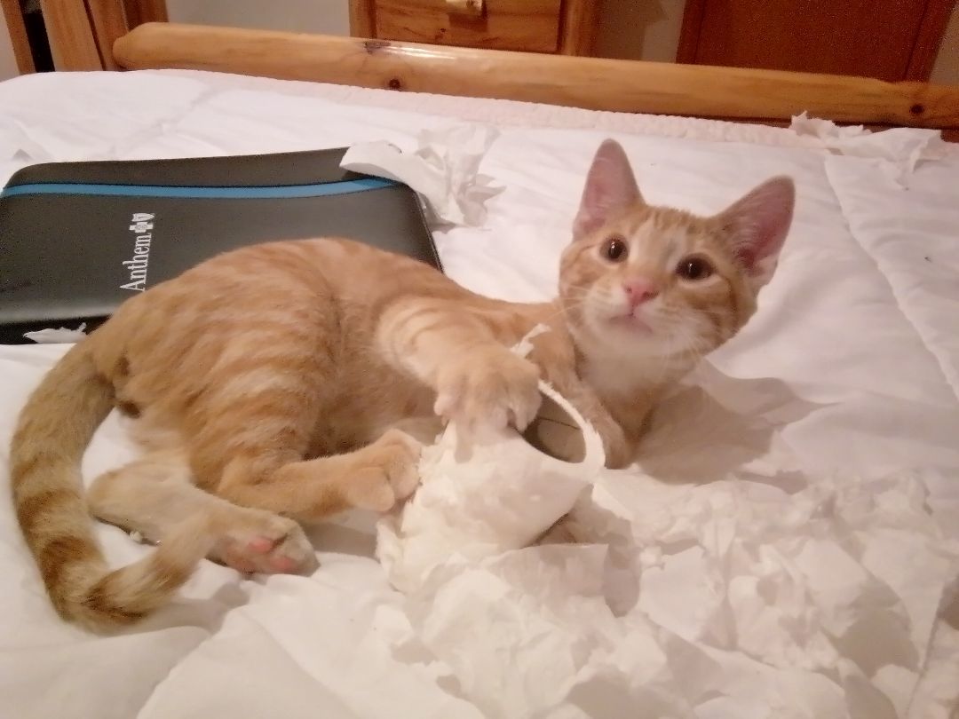 Evan, a Adoptable Domestic Short Hair in Gahanna, OH image 3/6