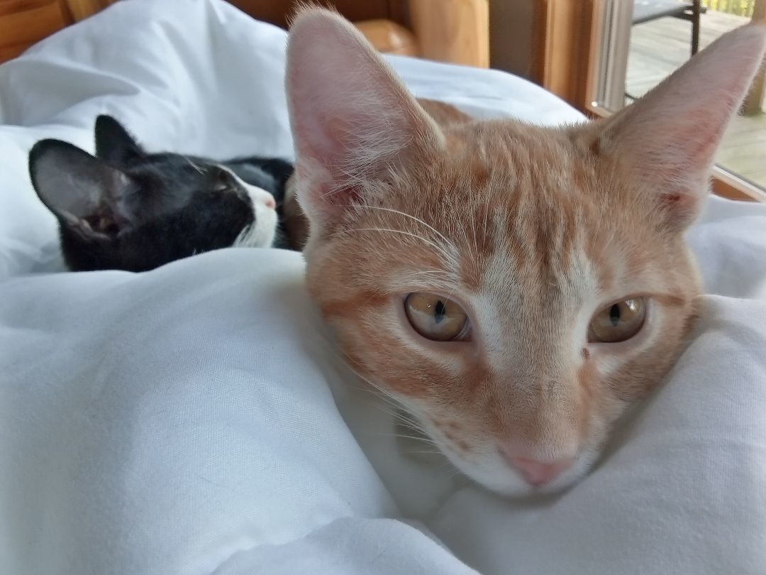 Evan, a Adoptable Domestic Short Hair in Gahanna, OH image 4/6