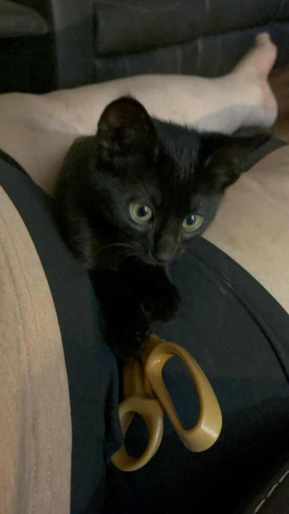 Enlarge Yensid, a Adoptable Domestic Short Hair in Lone Oak, TX image 1/2