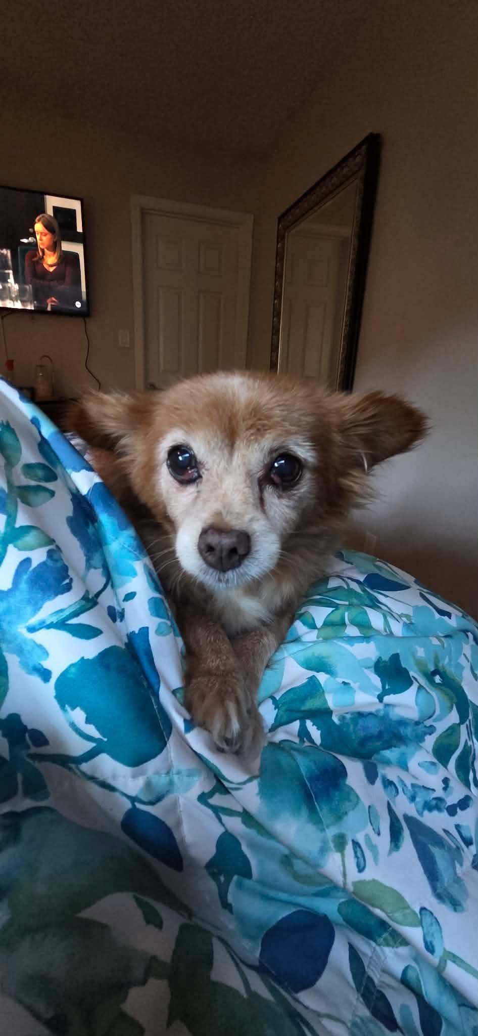 Poppy, a ADOPTABLE mixed breed in Clovis, CA image 5/5