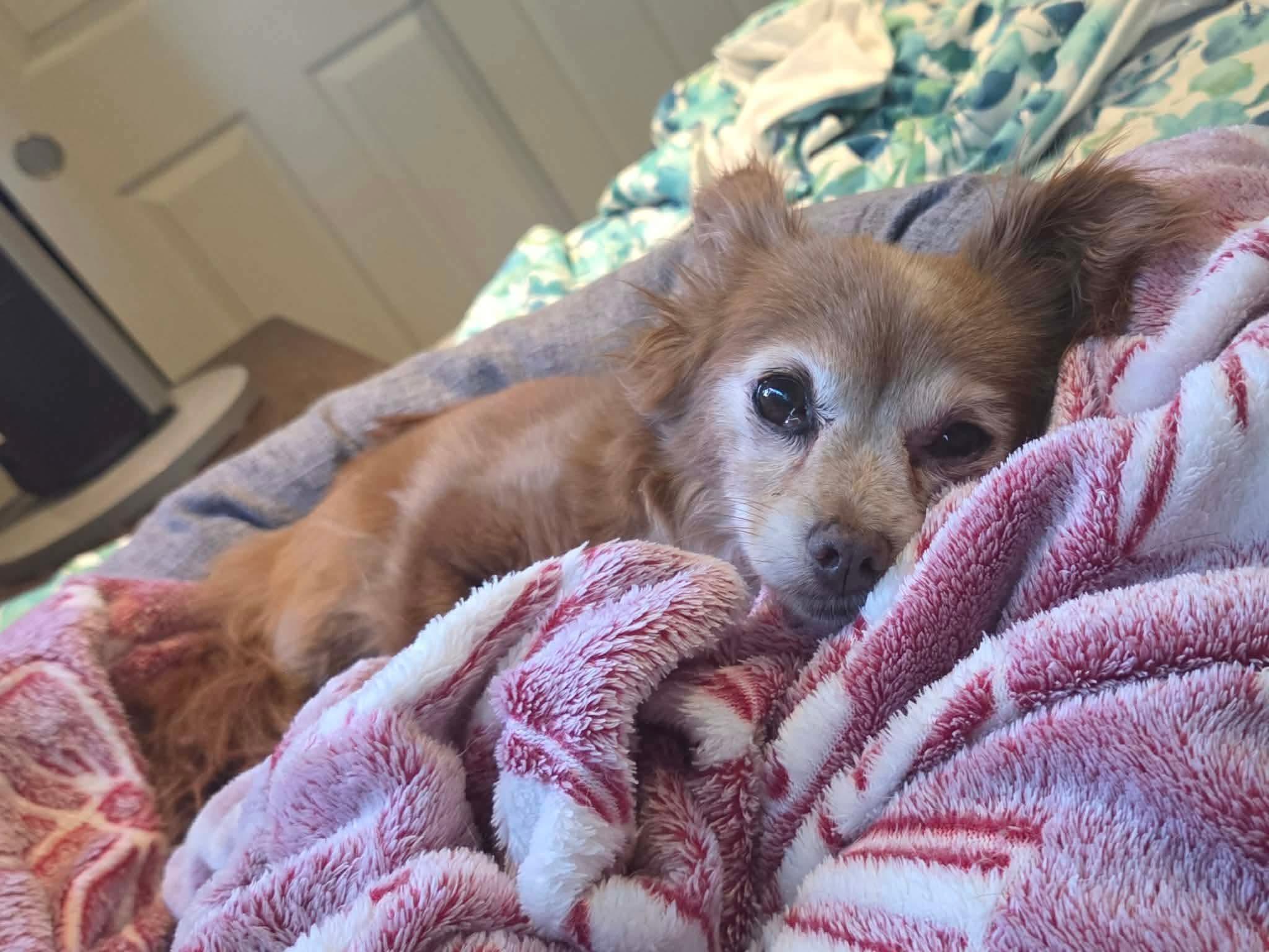 Poppy, a ADOPTABLE mixed breed in Clovis, CA image 3/5