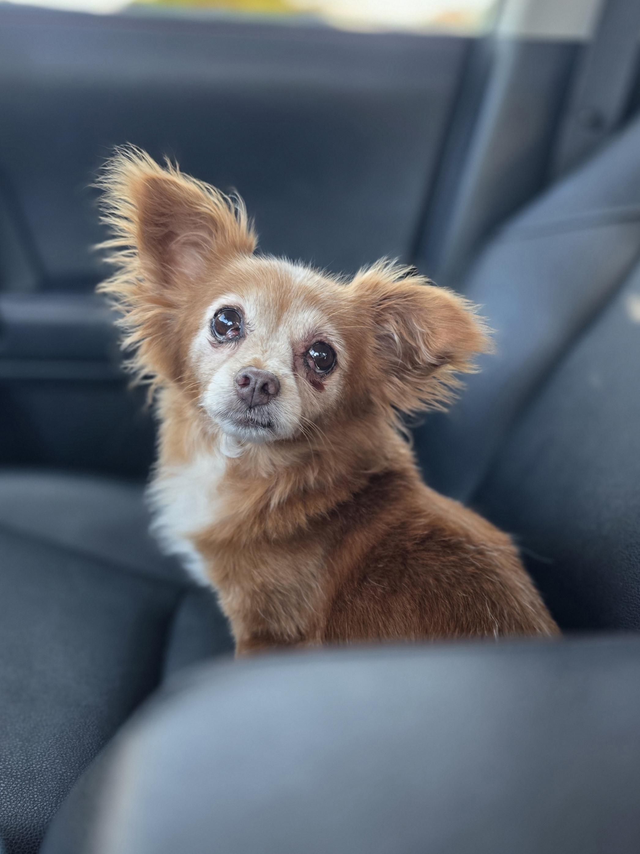 Poppy, ADOPTABLE, Senior Female Pomeranian & Papillon.